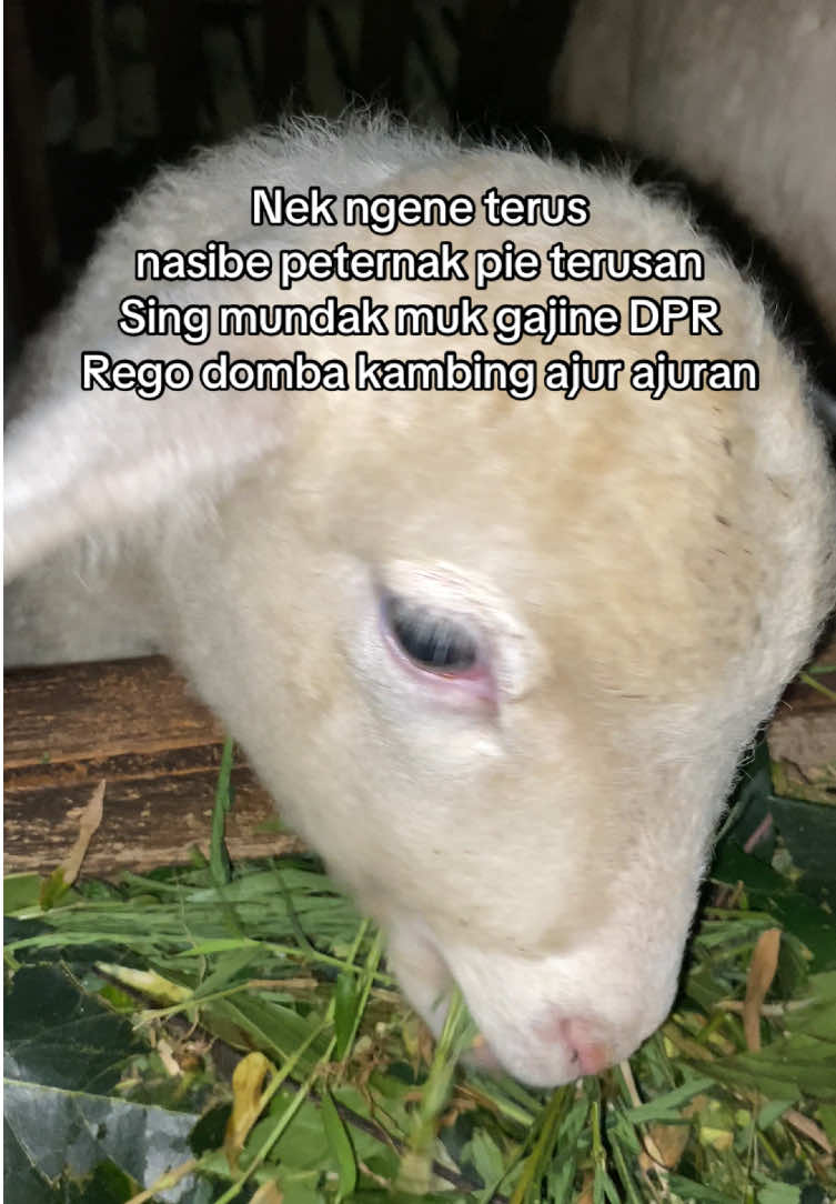 Peternak remok total #peternakmuda #peternak #peternakindonesia #peternakmilenial 