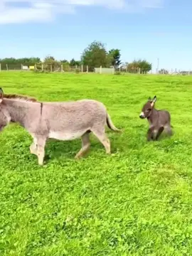 #The animals on the farm are all very happy. #The confusing behavior of animals. #Cute pet. #Farm Diary.
