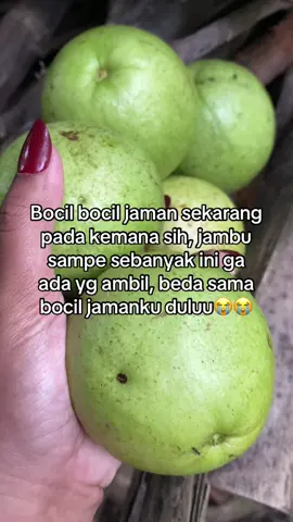 jamanku jambu belom mateng aja udah di makan😭😭#berkebun #bocil #jambu #genz 