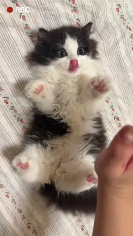 我家貓咪能聽懂人話#cat #cutecat #kitty #funnycat #catsoftiktok 