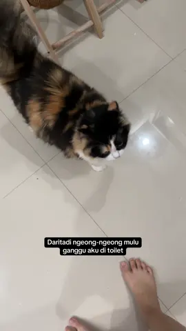 Akhir-akhir ini Jakarta dan beberapa daerah lain dilanda hujan serta banjir besar.  Khawatir banget sama kondisi anabul di luar sana. Semoga semua diberikan kesehatan dan keselamatan. ❤️ . . . . . #kucing #kucinglucu #kucinggemoy #fypage #fypシ゚ 