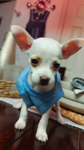 #brendakyleb #perritostiktokers #Daisy #cachorrosdotiktok #perrosgraciosos 