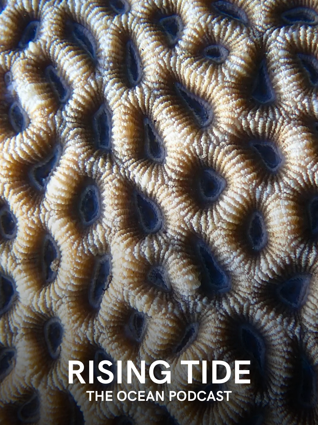 Plastic Wounds: The Hidden Threat to Coral Reefs — We've also shown in corals that the plastics that create cuts and wounds in the coral skin can also be conveying infectious diseases. It's a big problem — and there are a lot of ways we could be managing it.  #OceanHealth #MarineEcology #SeaStars #SeaStarWastingDisease #KelpForests #CoralReefs #Eelgrass #OceanConservation #MarineBiology #InvertebrateBiodiversity #PathogenPollution #OceanOutbreak #SeaOfGlass #OceansMenagerie #ArtAndScience #MarineScience #CornellUniversity #FridayHarborLabs #OceanProtection  @risingtideoceanpodcast