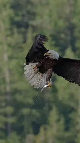 There was an attempt… It’s a common misconception that eagles only lock talons in a spirally courtship ritual. Just like we use our hands for many different ways of communicating, they use their talons. Yes, they are used for courtship but also for aggressive kleptoparasitism like this example but, they will also use their talons in territorial disputes just like you might use a certain finger to convey a message to the person who cut you off in traffic.  Effective communication is important in the bird world too. 😜