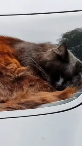 Одесские котики знают где им лучше 🫰❤️