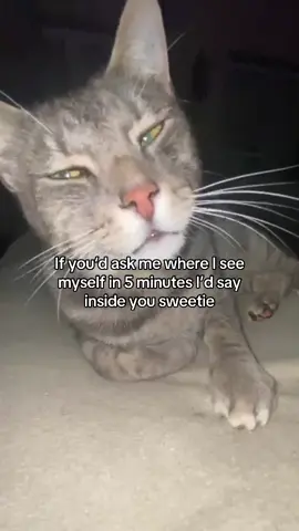 #seeyou #inside #rizzgod #goviral #cutecat 