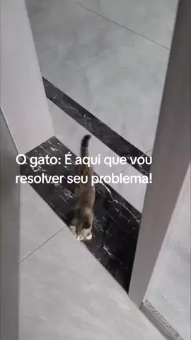 Por favor senhor, por aqui 🤣 Isso pq ainda está pequeno! . . . . . . #gato  #cat  #animais  #fyp  #vidareal 