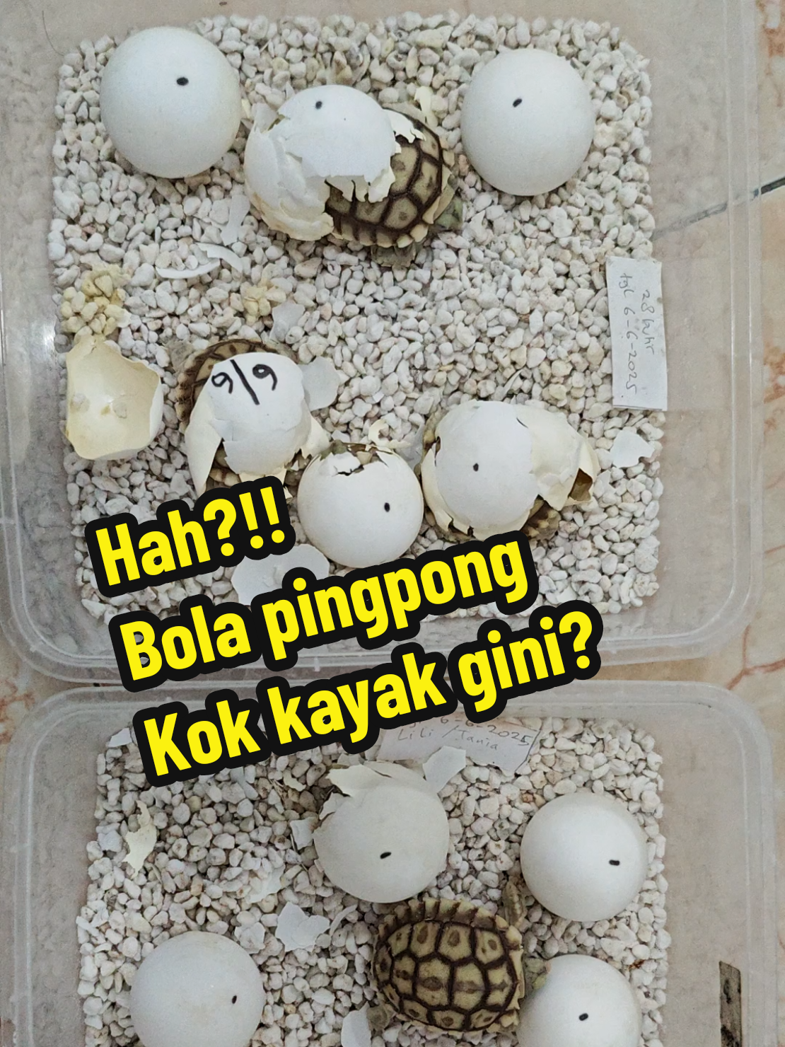 Hah?!!  Bola pingpong keluar kura-kura nya.. #sulcatakebumen #sulcata #breedingsulcata #ternakkurakura #tortoise 
