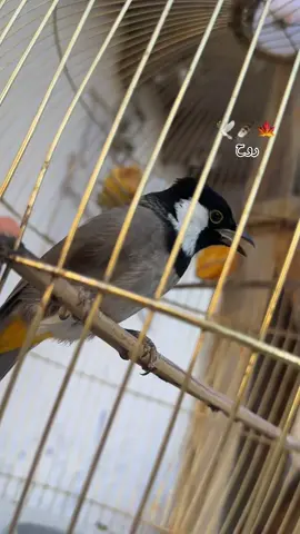 #ديالي #خانقين #🐆✨ 