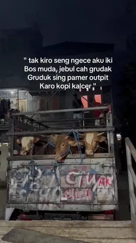 Sess pora🤪#drivermuda #sobatngaret #samgaling #sapipediawonogiri #fyppppppppppppppppppppppp 