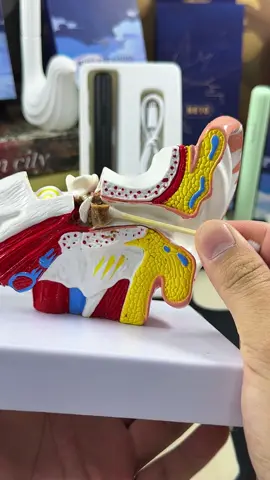 If you're not using these, START😅 ear waxremoval tool with camera earcleaning#earwax #eardrum#earwaxremovaltool#tiktokshopdeals #tiktokshopfinds#TikTokShopSpringGlowUp #dealsforyoudys