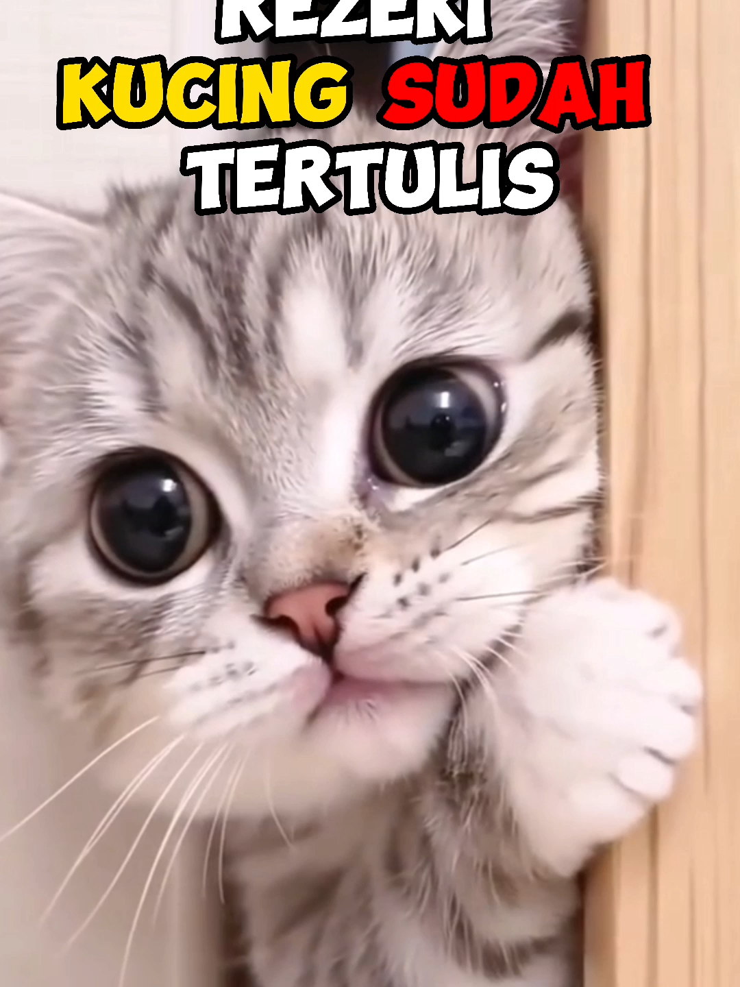 Rezeki Kucing Sudah Tertulis di Lauh Mahfuz#kucing #lewatberanda #pecintakucing #jangkauanluas #Fyp