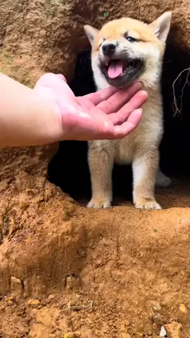 #dog #dogs #fyp #tiktok 