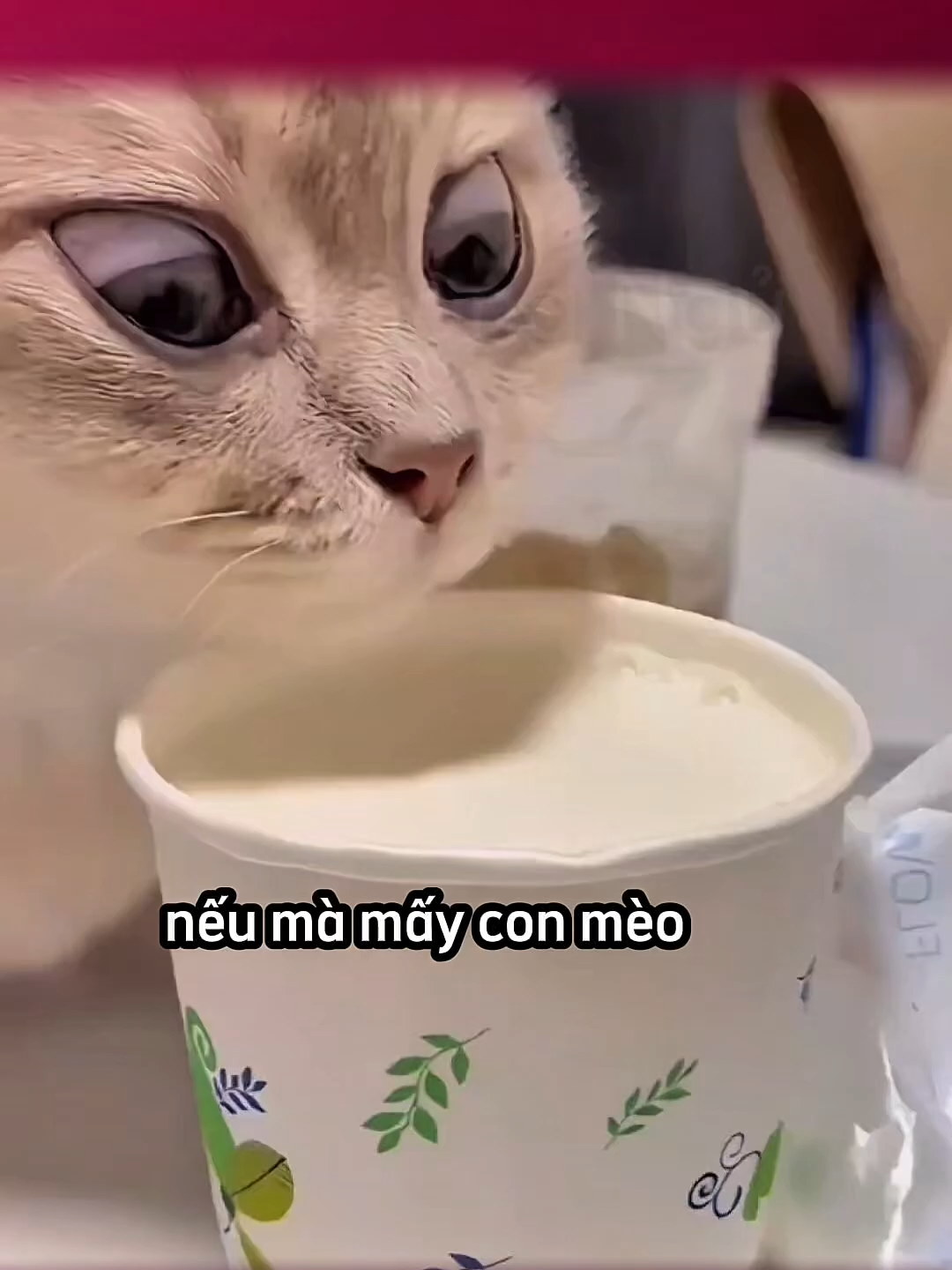 Biết tí ngoại ngữ sang hẳn ra 😺 #cudanmang #giangcuman #trending #foryou #haihuoc #fyp #top