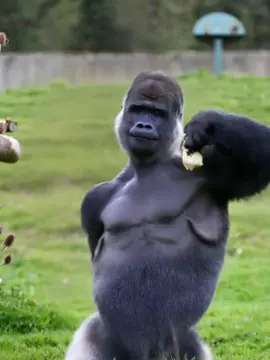 Lovely jumping animals #ai #animals #petcute 