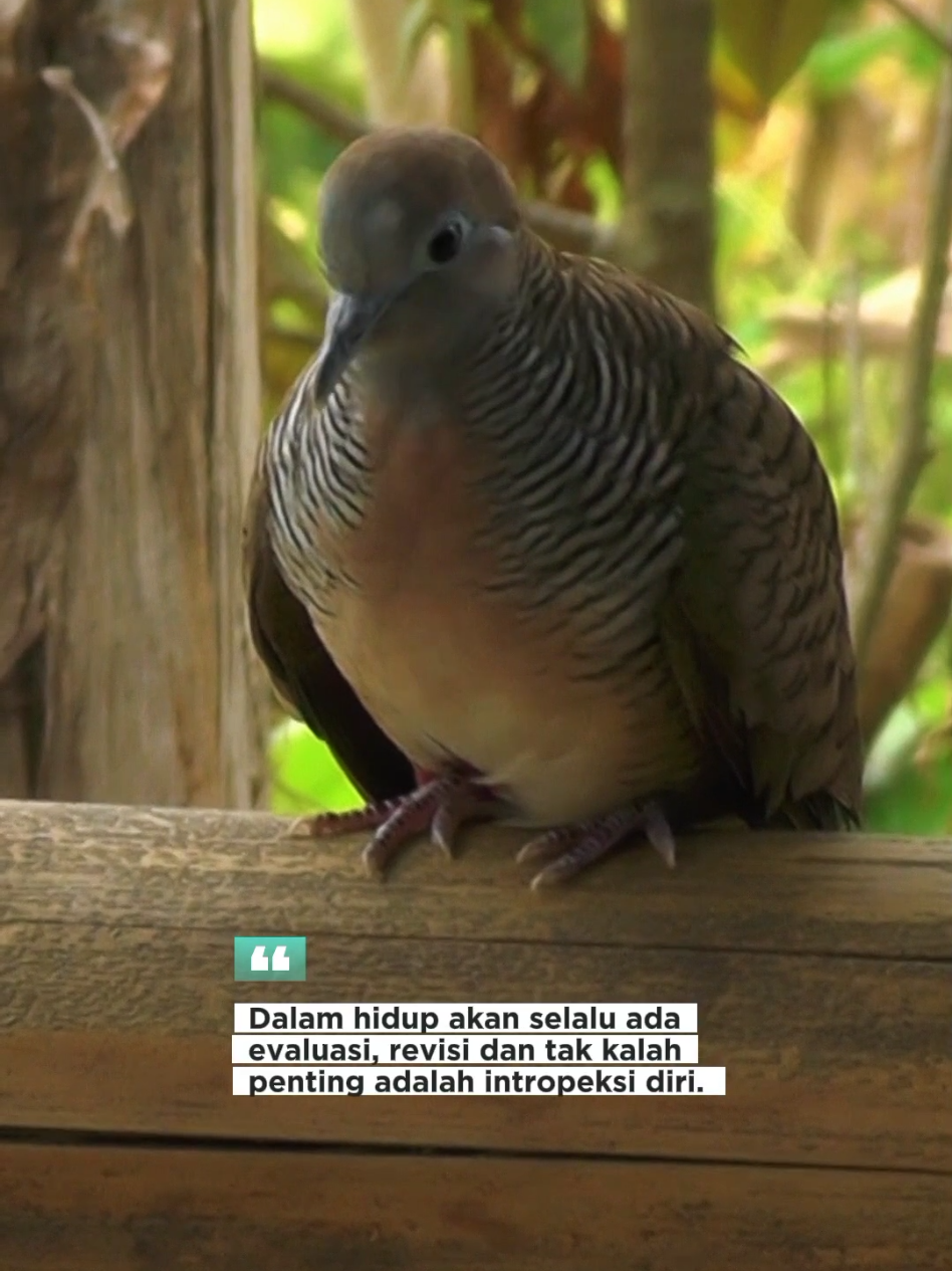 Burung Perkutut Lokal  #perkutut #beranda #fyppppppppppppppppppppppp #perkututlokal #perkututbanyumas 