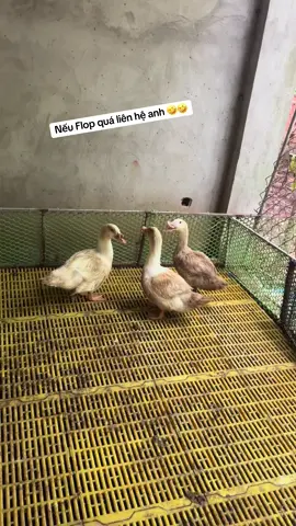Coi tức không 😃