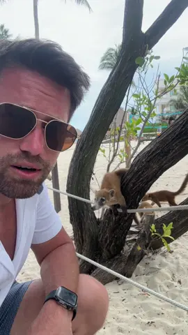 They are so cute!!    So these are known as Coati.   There are signs everywhere telling us not to feed them so I will respect that.  But if I fall asleep and one comes up and naps on me or decides to follow me to the airport and come live with me…. Well that’s just not my fault.   #cancún #coati #animals 