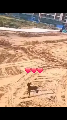 miyaww....🐱🐱🐱#fyppppppppppppppppppppppp  #fyp  #fypviralシ #fypシ゚viral🖤tiktok #kucinglucu 