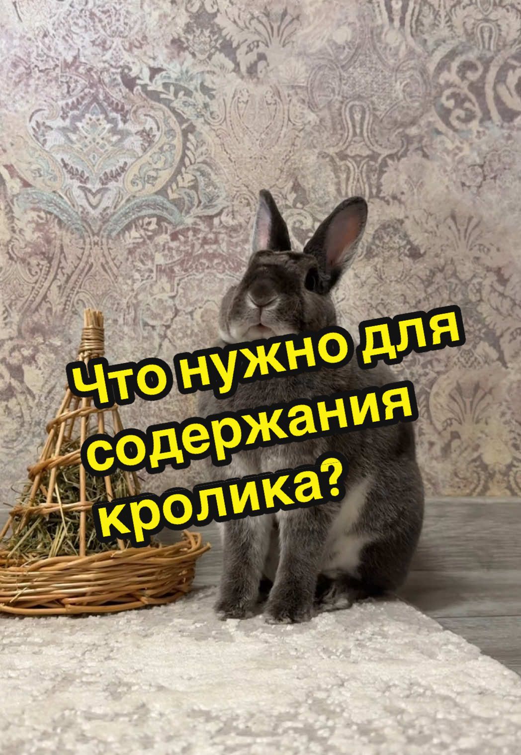 Собираешься завести кролика?🐰  Вот тебе список всего самого необходимого📋 #базовыйминимум #содержаниекроликов #декоративныйкролик #кролик #домашниеживотные 