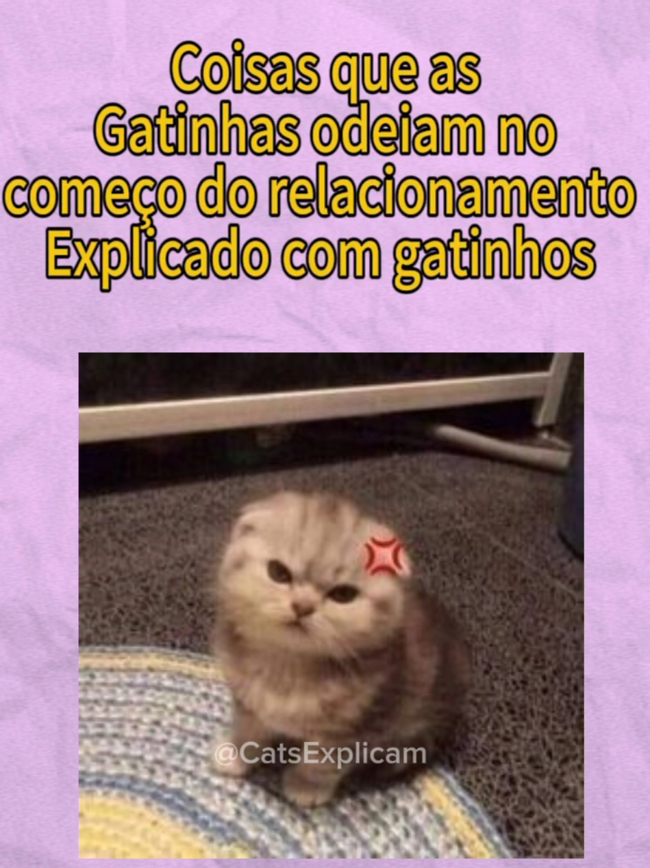 Ja salva esse vídeo 🐱 . . . #mulher #gatos #homens 