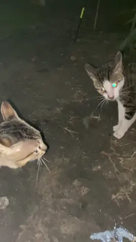 Besak uap galo, geleran ketemu wang wing wang wong😾