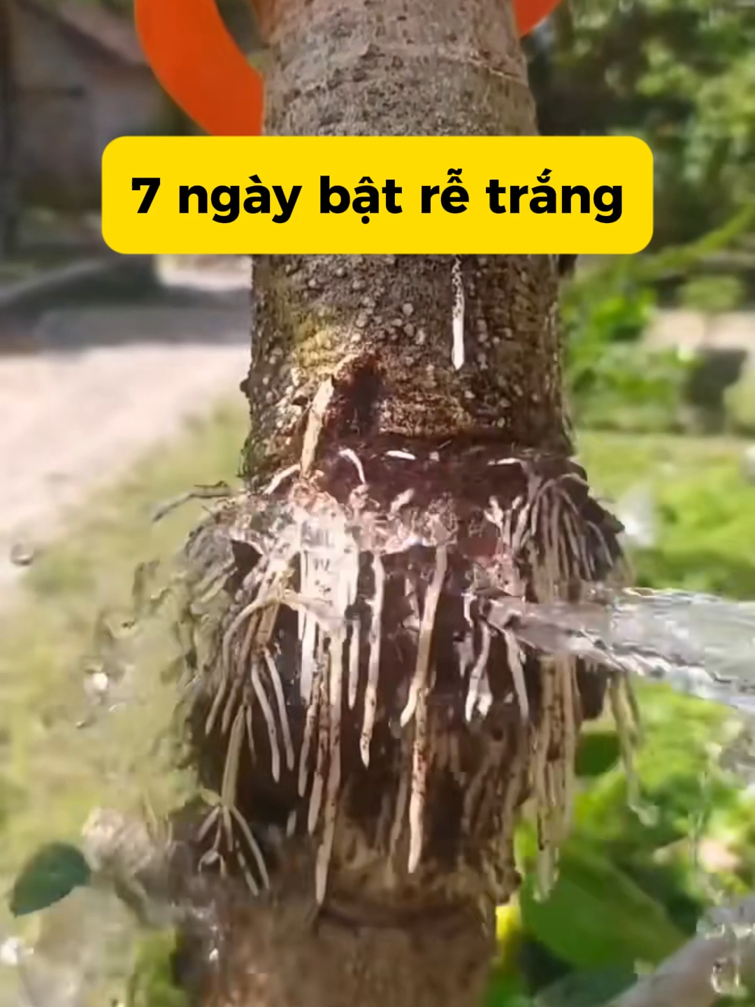giâm chiết cành đơn giản với siêu ra rễ #kichre #kichremaivang