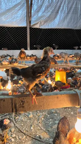 Day 33 🐥 #ayamkampung #peternakindonesia #peternakayamkampung #peternakayamkampungasli #fyp 