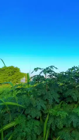 ##foiy 