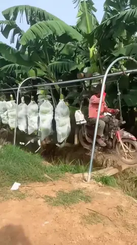 Cara cepat memanen buah pisang menggunakan kereta tarik  #fyp #viral #trending 