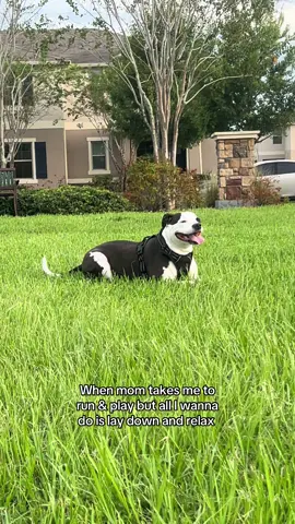 am in fact, a berrrry lazy pitty 🐶 #pitbullsoftiktok #dogs #pitbull #lazydog #fyp 