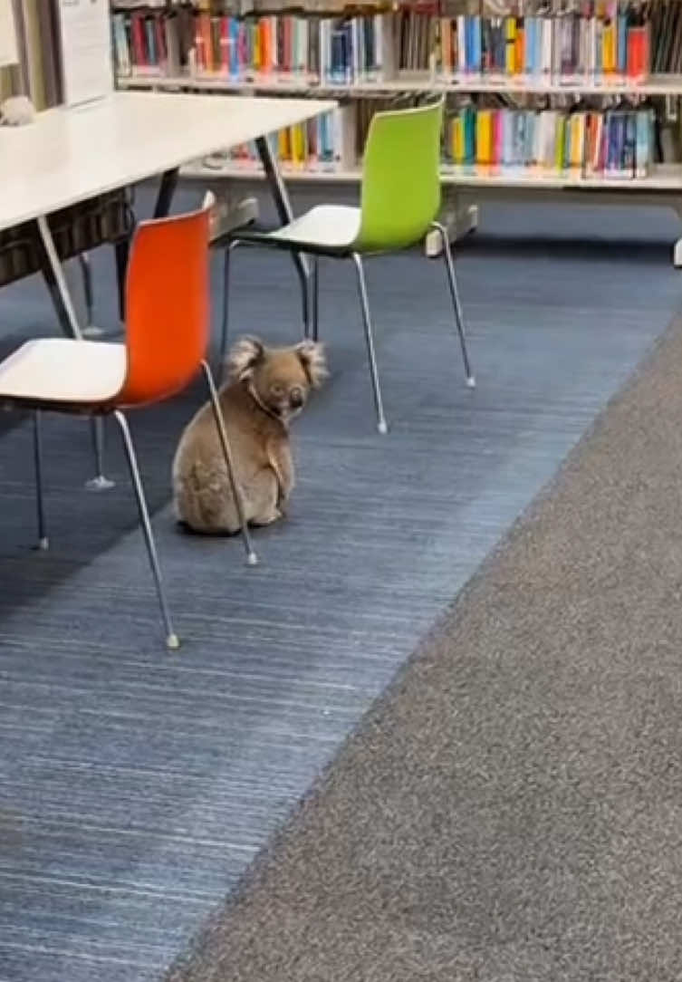 You came for books, but found a cute librarian🤣 #koala #funnyanimals #animalsoftiktok #australia #wildlife 