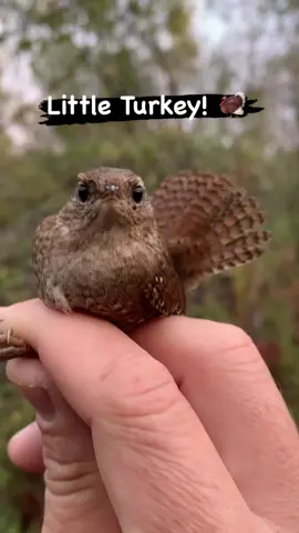 Our 2nd Winter Wren for the station! Everything about these little birds is amazing! From the intricate patterning in their cocoa brown plumage to their incredibly complex musical songs. And just look at that turkey tail! 🦃 In the Berkshires, Winter Wrens breed along small brooks that flow through steep ravines under hemlock trees. Really cool habitat (it’s actually a moist and cool microclimate). Many winter in the southeast in marshy areas where you can see them hopping along downed tree trunks like little mice. That’s why they’re known as winter wrens—cuz in most places in the US you only see them in the winter. #winterwren #littleturkey #wren #lbj #cutebird [All banding, marking, and sampling is conducted under a federally authorized Bird Banding Permit issued by the USGS BBL.] #birdobservatory #berkshires #egremont #greatbarrington #theberkshires #birdresearch #fieldwork #fieldbiology #birdscience #wildlifebiology #fieldresearch #birdconservation #masswildlife #conservation #birdringing #ecology #wildlife #birdbanding #avianecology #berkshirewildlife #taconicmountains #fallmigration 