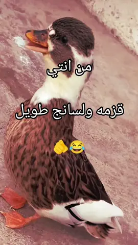 #الشعب_الصيني_ماله_حل😄 #سنابيly_l20229399 
