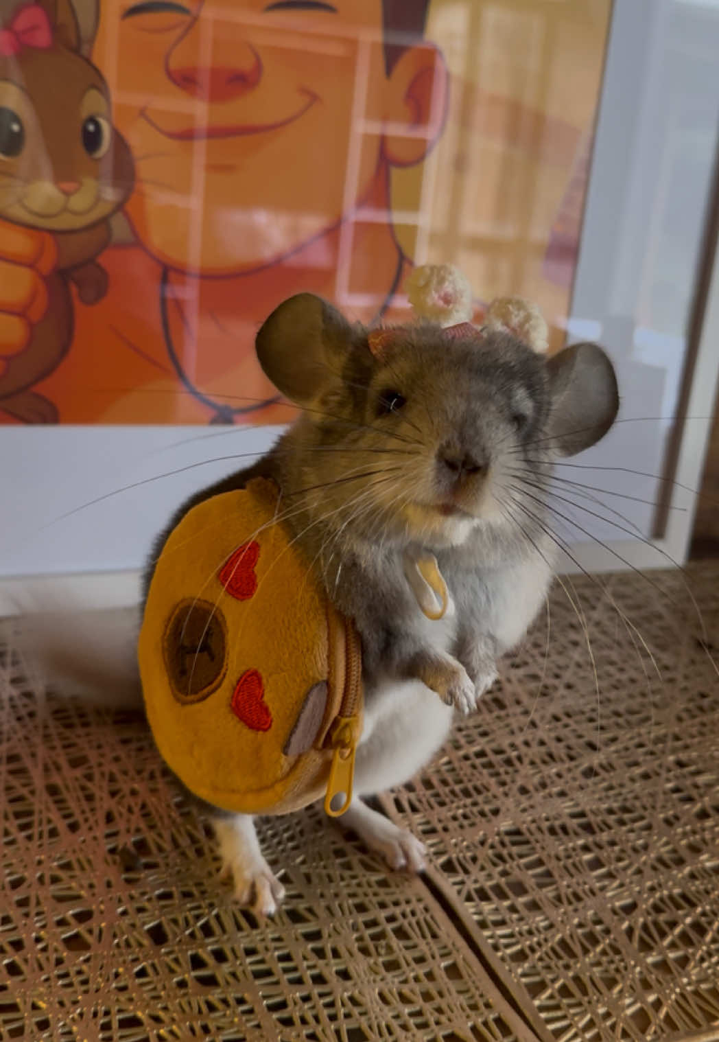 Jamás le digas a una chica que está gorda JAMÁS @Doña Moñitos 🐹🎀  #creadordelexito #yuansito #chinchilla #animalestiernos chinchilla creador del exito 