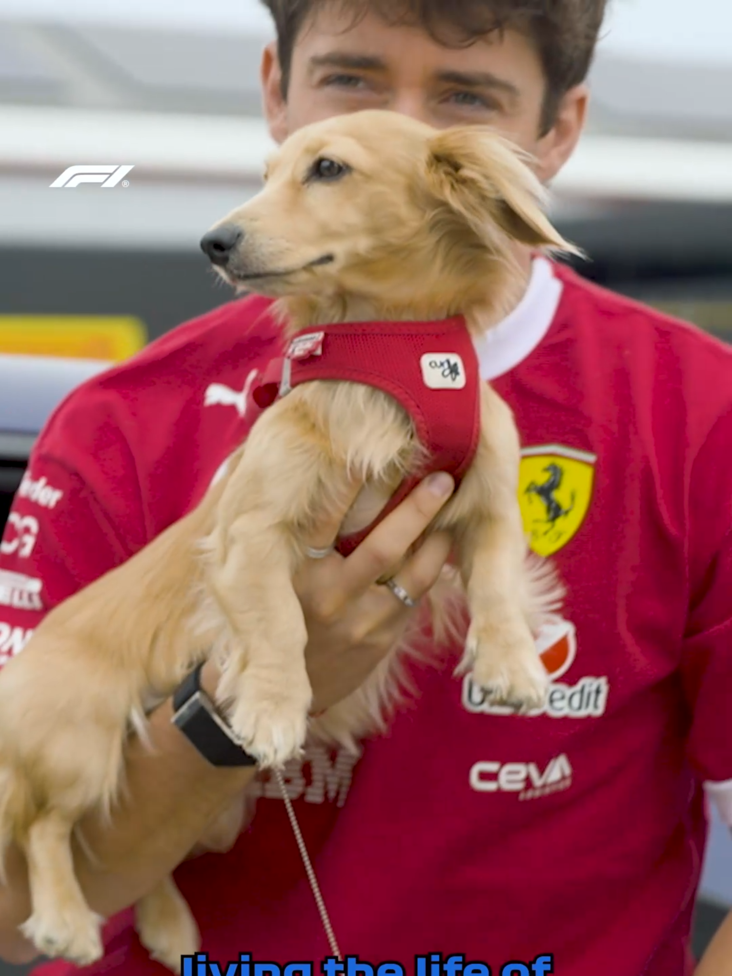 manifesting being an f1 driver’s pup in our next life 💆🐶 #f1 #formula1 #f1yearbook #dogdad #dogs