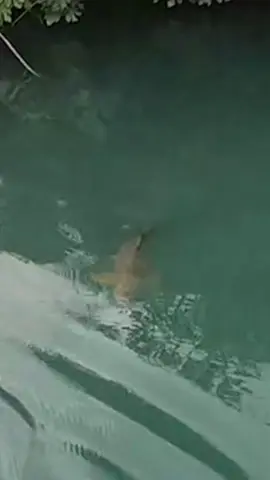 Una carpa con esa caña no es buena idea Jaaja #pesca #fishinglifestile #humorpesca 