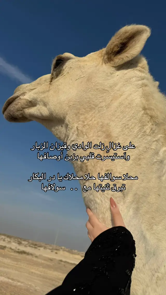 #مهذل_الصقور #نجران911 #اكسبلورexplore 