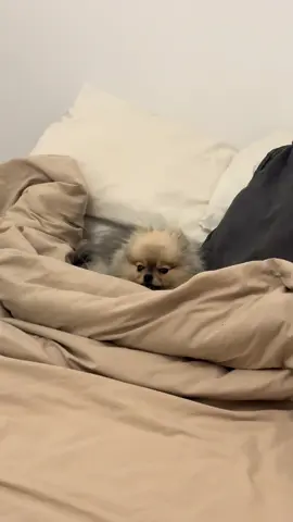 « le chien jamais sur le lit ! » on avait dit…. 🤣🤣🤣 #funnyvideos😂 #spitz #pomeranian #pourtoi #dogsoftiktok 