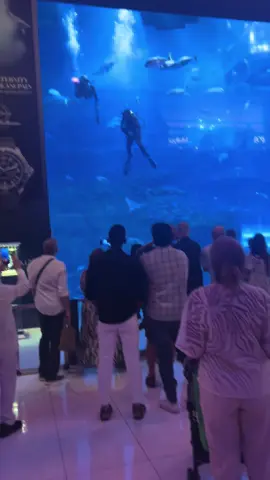 Dubai Aquarium✨ #fyp #dubai🇦🇪 #explorepage #viralvideo 
