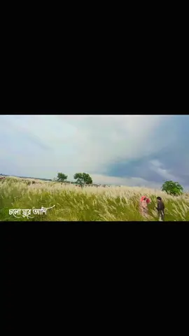 কাশফুলে প্রেম আছে, আছে নিঃসঙ্গতার ছায়া—যেমন করে কিছু মানুষ হাসে, ভেতরে অসীম কষ্ট নিয়ে।    
