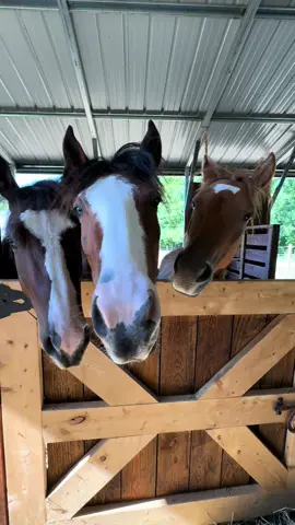 Which one do you like best? 😂 #bobhaircut #funnyhorse #horses 