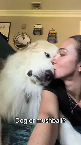 After 6 weeks at summer school my baby boy is home 😍🥹🥰 I missed my mushy boy  #dogsoftiktok #dog #greatpyrenees #fyp #foryoupage 