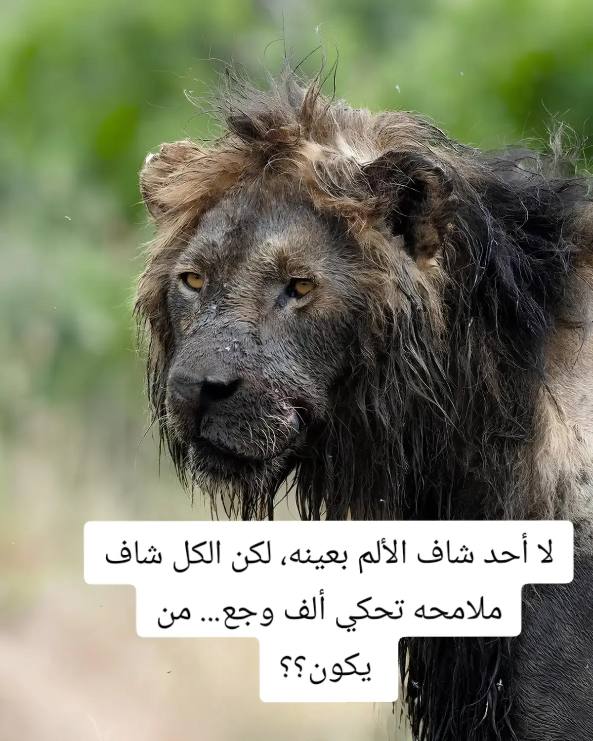 هاذا الاسد معجزه رغم كبر سنه والمعاناة الذي اتعرض لها لكن لم ينهزم وعاد بشيئ ارعب العالم 😳 مو كل شي واضح من أول نظره… التفاصيل الجايه بتغير نظرتك لكل شيء.  #قصة_واقعية #الأسود #فريزر #غرائب  #معلومة 