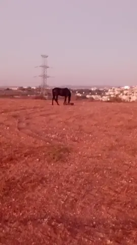 مساء الورد 