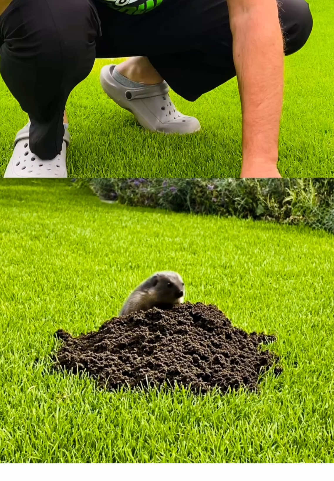 Der Maulwurf oder die Wühlmäuse leisten ganze Arbeit bei euch? Dann schaut euch dieses Video an!  #maulwurf #wühlmaus #rasen #rasenking #rasentipps 