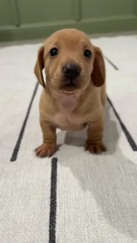 Baby Daisy 🌼 happy 4 weeks 🫶🏼🌭 #explore #fypreelsシ゚viralシ #dachshund #fypシ #minidachshund 