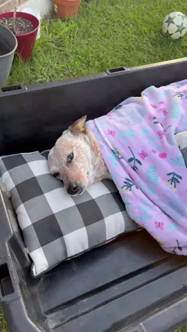 Sydney needs her beauty rest 🥰 #heeler #cattledog #dogoftheday #lovedogs 