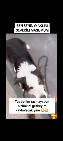 #patilerindostu #patilerindostu2 #hayvanlarısevin #candostum #katliamahayır 
