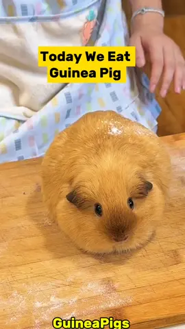 Haha Today We Eat Guinea Pig #guineapig #guineapigsoftiktok #pets #petcare #viral 